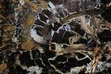 Polished Petrified Shrinkwood Slab - Parker, Colorado #378116-1